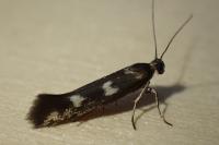 Scythris scopolella