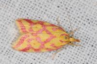 Hypercallia citrinalis
