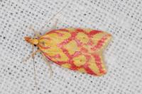 Hypercallia citrinalis