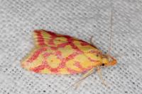 Hypercallia citrinalis