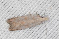 Anarsia bilbainella