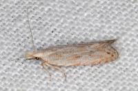 Anarsia bilbainella