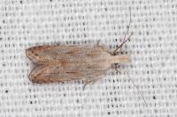 Anarsia bilbainella