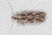 Anarsia innoxiella