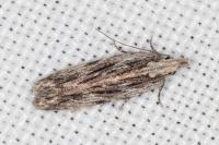 Anarsia innoxiella
