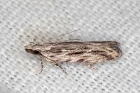 Anarsia innoxiella