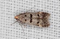 Deltophora stictella
