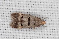 Deltophora stictella