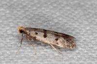 Deltophora stictella