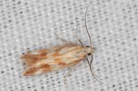 Mirificarma eburnella