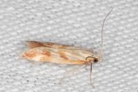 Mirificarma eburnella