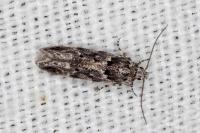 Recurvaria nanella