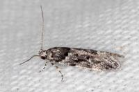 Recurvaria nanella