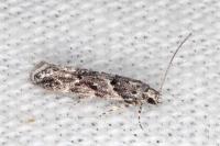Recurvaria nanella