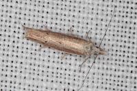 Sophronia semicostella