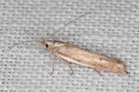 Sophronia semicostella