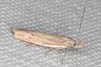 Sophronia semicostella