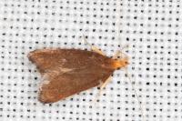 Eurodachtha pallicornella