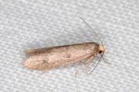 Agnoea