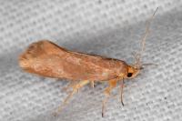 Crassa unitella