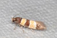 Goidanichiana jourdheuillella