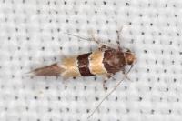 Goidanichiana jourdheuillella