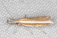 Pleurota aristella
