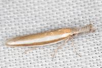 Pleurota aristella