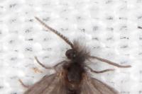 Apterona helicoidella