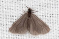 Apterona helicoidella