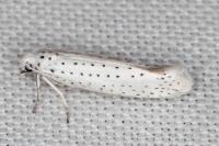 Yponomeuta evonymella