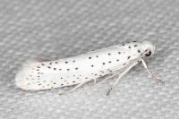 Yponomeuta evonymella