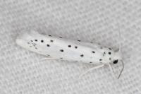 Yponomeuta