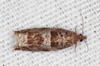 Ancylis achatana