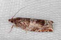 Ancylis achatana
