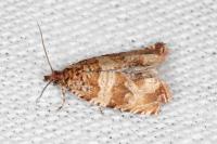 Celypha cespitana