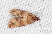 Celypha cespitana