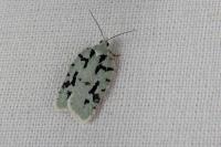 Acleris literana