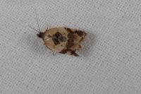 Acleris variegana