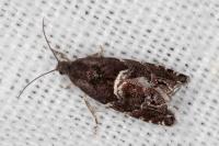 Cydia coniferana