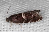 Cydia coniferana