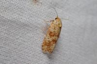 Aethes margarotana