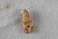 Aethes margarotana