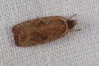 Agonopterix scopariella