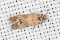 Endothenia pauperculana