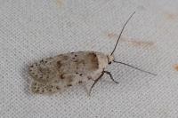 Agonopterix cadurciella