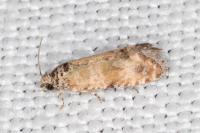 Endothenia pauperculana