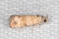Endothenia pauperculana