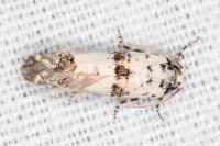 Epinotia dalmatana