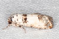 Epinotia dalmatana